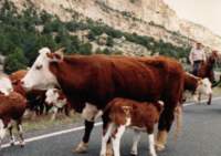 west1215_small.jpg