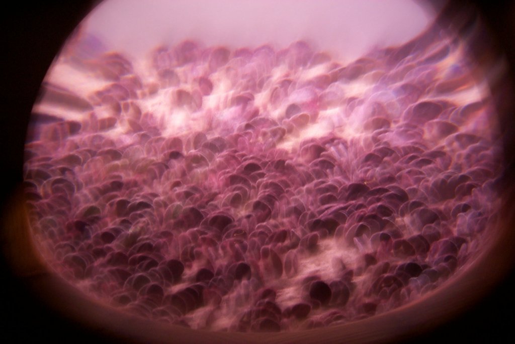 p0000929.jpg