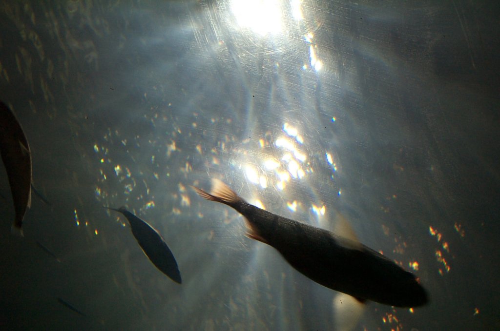 dcp_0452.jpg