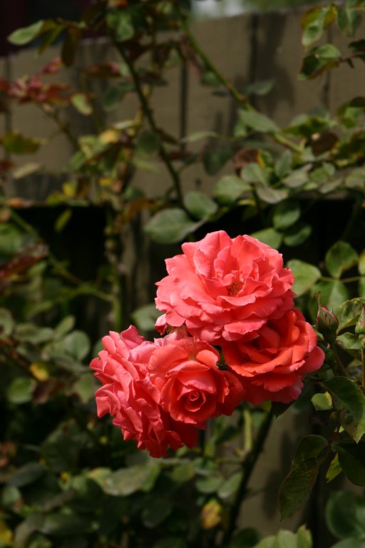 a_0090.jpg