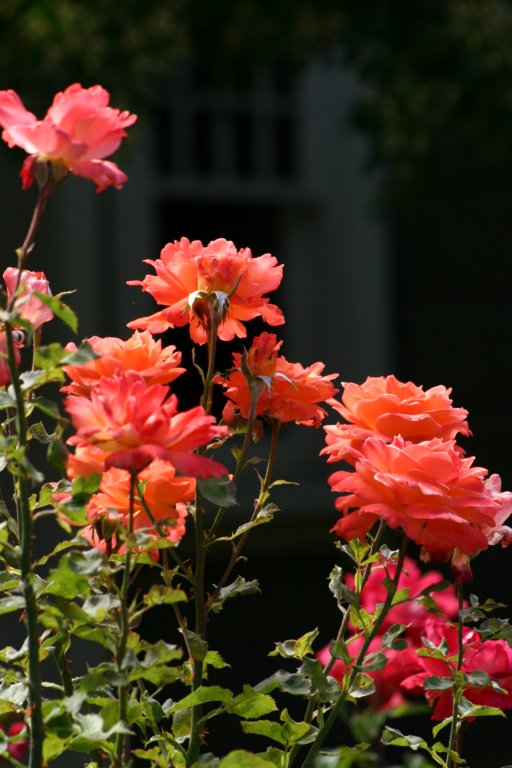 a_0097.jpg