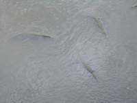 b_0061_small.jpg