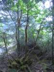 _087_small.jpg